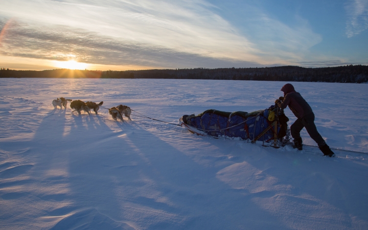 A team of sled dogs and a musher move across a vast snowy landscape as the sun sets behind a row of trees in the background.